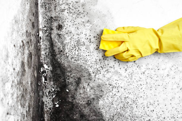 Certified Mold Removal in Birmingham, AL
