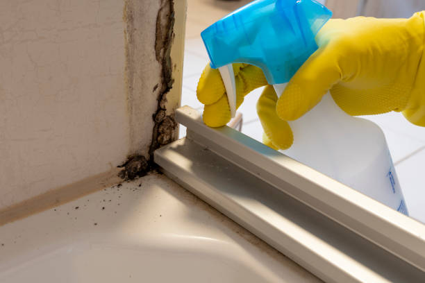Attic Mold Removal in Birmingham, AL