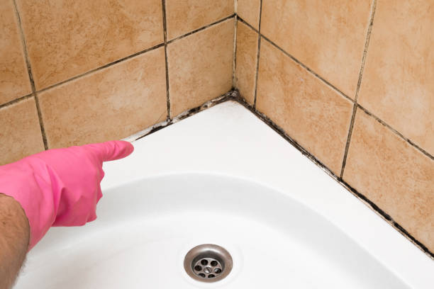 Best Mold Damage Repair  in Birmingham, AL